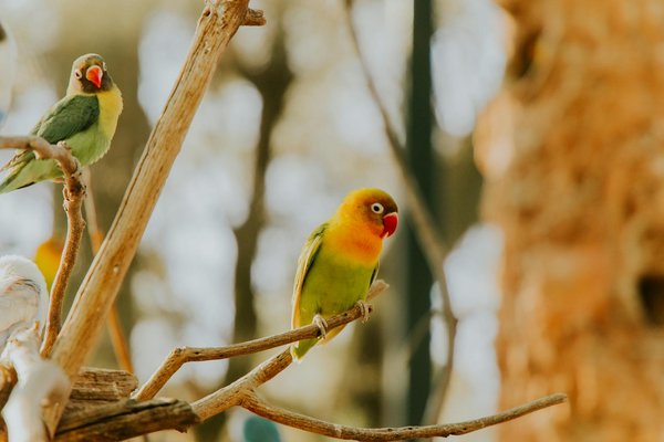 Top jumelles thermiques selon vos distances d'observation