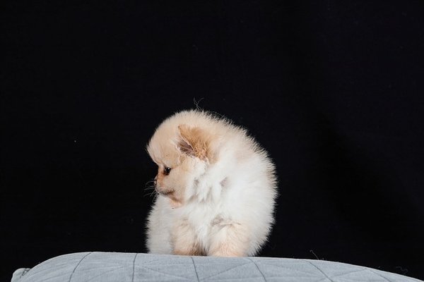 Bien s'occuper de son animal de compagnie : les indispensables